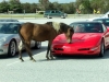 Schuylkill Valley Corvette Club