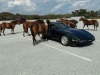 Schuylkill Valley Corvette Club